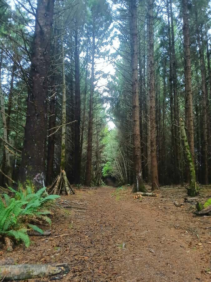Trinidad: Elk Head Trail Guided Nature Walking Tour - Exploring the Elk Head Trail: A Natural Dive into Coastal California