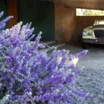 True Crime Walking Tour in Tucson's Historic Blenman-Elm - Who Will Enjoy This Tour?