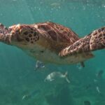 Tulum: Mayan Ruins, Snorkeling, and Jaguar Park Tour - How the Experience Adds Up