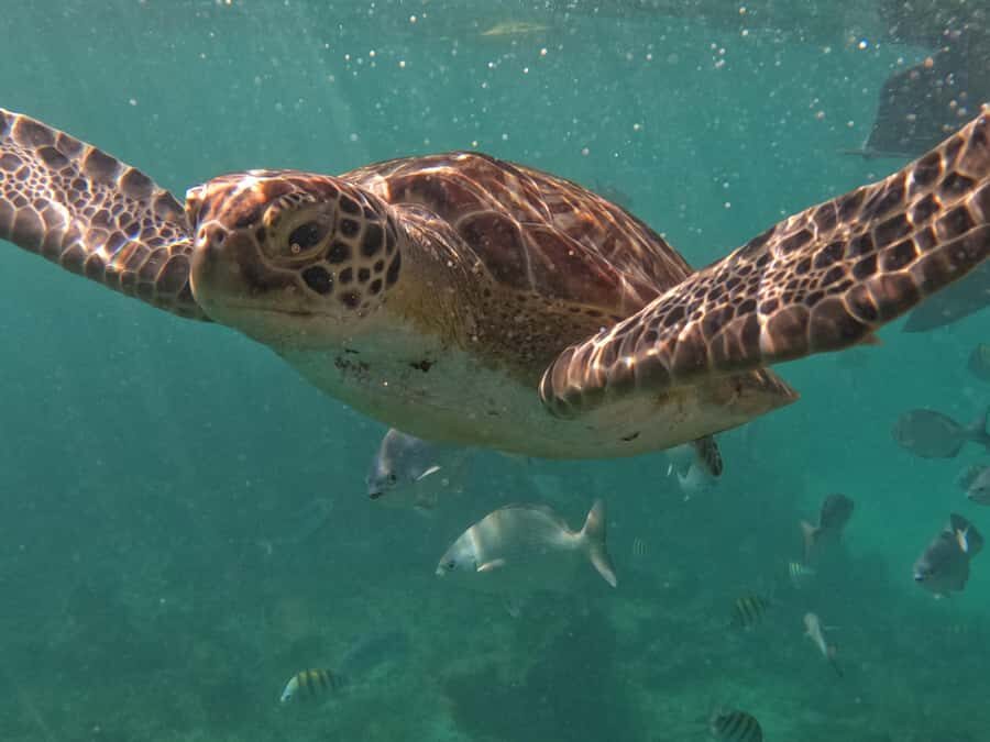 Tulum: Mayan Ruins, Snorkeling, and Jaguar Park Tour - How the Experience Adds Up