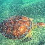 Tulum & Tortugas All Inclusive - Why This Tour Offers Excellent Value