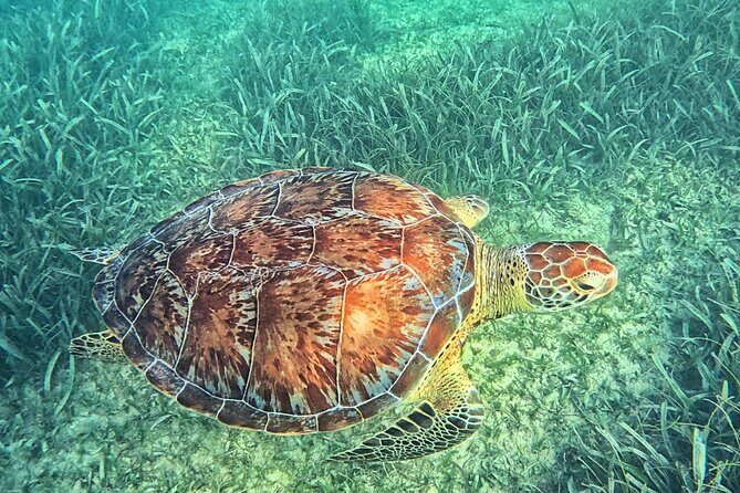 Tulum & Tortugas All Inclusive - Why This Tour Offers Excellent Value