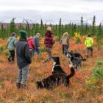 Tundra Walk with Free Running Sled Dogs - Why It’s Worth the Price