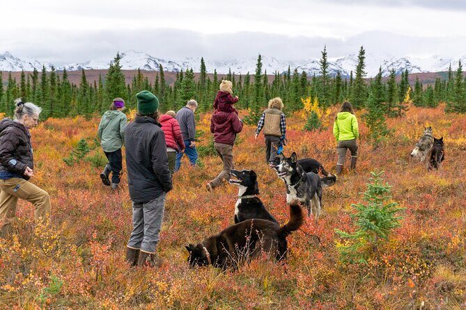 Tundra Walk with Free Running Sled Dogs - Why It’s Worth the Price