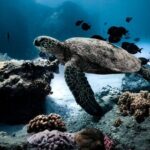 Turtle Canyon Snorkel in Waikiki, Oahu Semi Private - Who Should Consider This Tour?