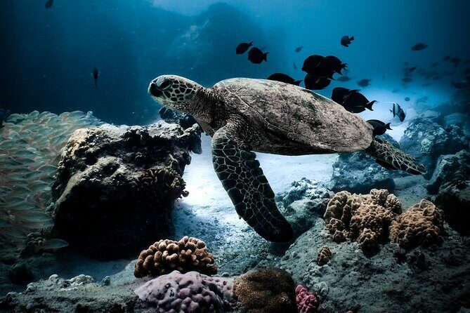 Turtle Canyon Snorkel in Waikiki, Oahu Semi Private - Who Should Consider This Tour?