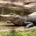 Turtle Release & Crocodile Watching in Ixtapa Zihuatanejo - What’s the Value?