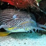 Two Tank Certified Cozumel Scuba Adventure - Final Thoughts