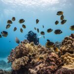 Two Tank Morning Reef Dive and Snorkel - Why This Tour Offers Great Value