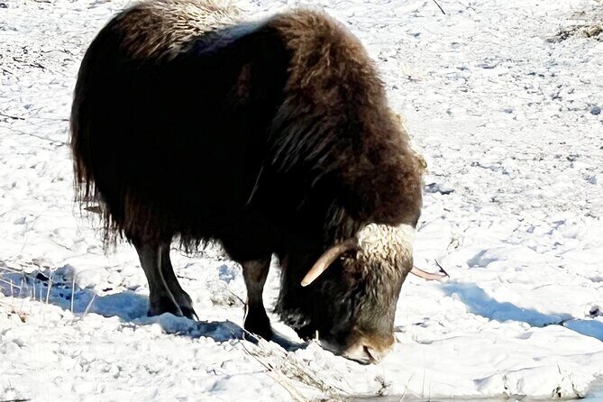 Up to 10 Person Whittier to Anchorage Transport & Wildlife Center - Detailed Breakdown of the Itinerary