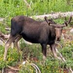 UTV Wilderness Experience in The Uinta Mountains - A Deep Dive into the UTV Wilderness Experience