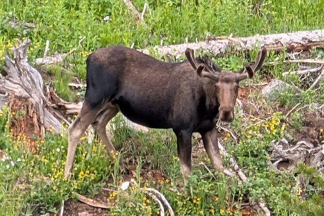 UTV Wilderness Experience in The Uinta Mountains - A Deep Dive into the UTV Wilderness Experience