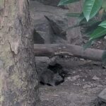 Valentine's Day Garbage and Rats in NYC Walking Tour - Who Should Consider This Tour?