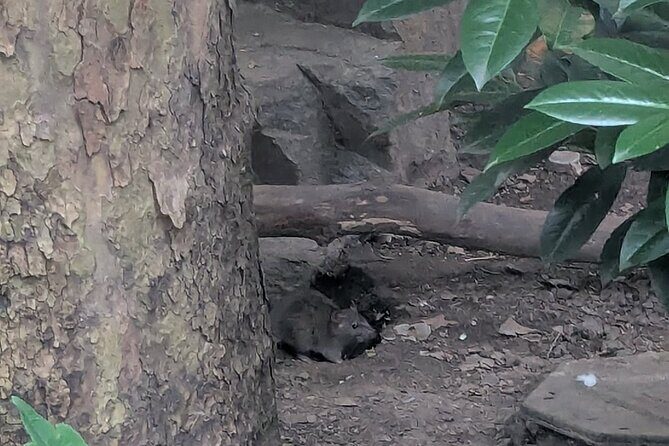 Valentine's Day Garbage and Rats in NYC Walking Tour - Who Should Consider This Tour?