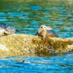 Vancouver: City and Seals Boat Tour - Who Will Enjoy This Tour?