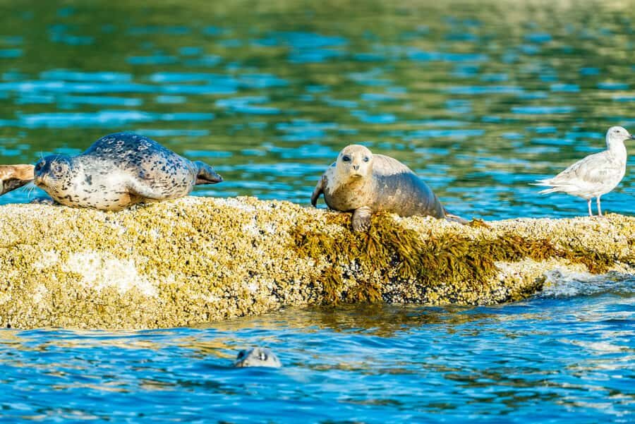 Vancouver: City and Seals Boat Tour - Who Will Enjoy This Tour?