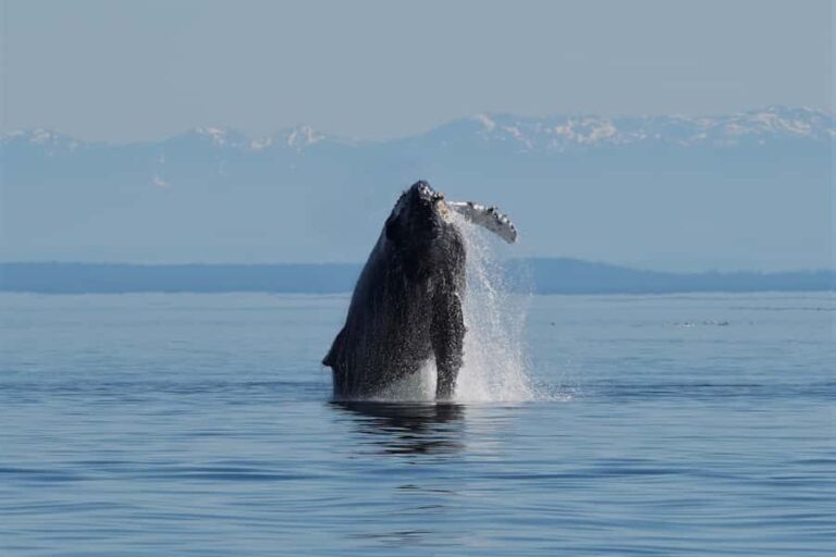 Vancouver Island: Spring Bears and Whales Full-Day Tour - The Experience in Detail: What to Expect on Your Day