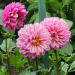 Vancouver: Whistler Day Trip with Sea to Sky Gondola Ride - Riding the Sea to Sky Gondola