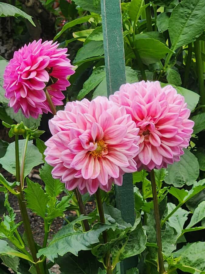 Vancouver: Whistler Day Trip with Sea to Sky Gondola Ride - Riding the Sea to Sky Gondola