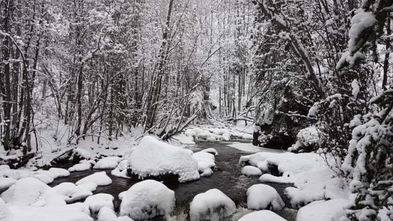 Vancouver:Guided Snowshoe Adventure in North Shore Mountains - The Experience Provider and Booking Details