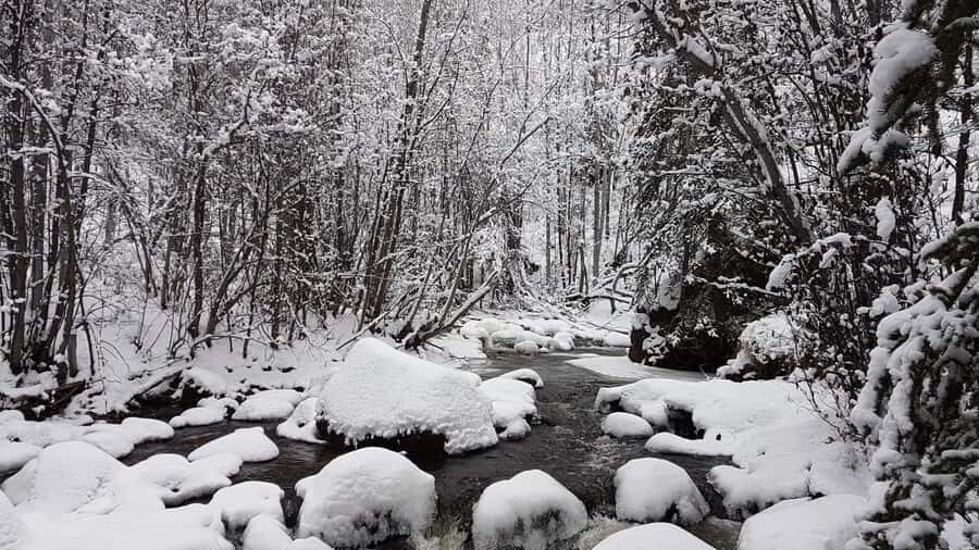 Vancouver:Guided Snowshoe Adventure in North Shore Mountains - The Experience Provider and Booking Details