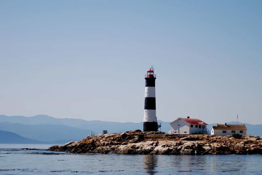 Victoria: Whale Watching Marine Wildlife Excursion Zodiac - Why This Tour Offers Great Value