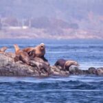 Victoria: Winter Wildlife Tour with Hot Drinks - A Close Look at the Victoria Winter Wildlife Tour