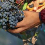 VINEYARD TOUR - FAQs