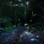 Visit of Fireflies Forest in private transport from mexico city - FAQ
