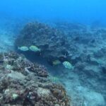 Waikiki: Honolulu Beginner Scuba Diving with Videos - An In-Depth Look at the Waikiki Beginner Scuba Tour