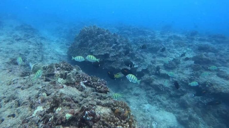 Waikiki: Honolulu Beginner Scuba Diving with Videos - An In-Depth Look at the Waikiki Beginner Scuba Tour