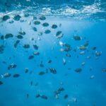 Waikiki: Sea Turtle Snorkeling Boat Tour (6 People Max) - Practical Details and What to Expect