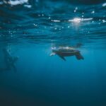 Waikiki: Turtle Canyon Snorkeling Boat Tour (Only 16 people) - Why This Tour Offers Great Value
