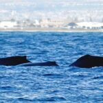 Waikiki Whale Watch & Cultural Stories: Sightings Guaranteed - The Bottom Line: Who Will Love This Tour?