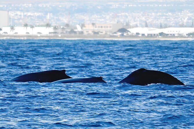 Waikiki Whale Watch & Cultural Stories: Sightings Guaranteed - The Bottom Line: Who Will Love This Tour?