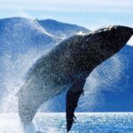 Waikiki Whale Watching - FAQ