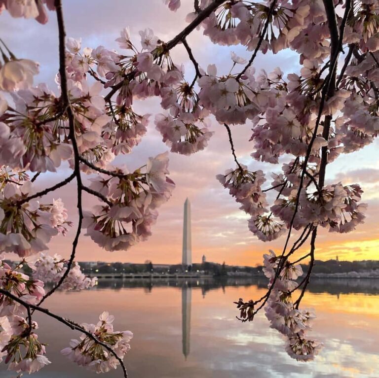 Washington DC: Cherry Blossom Festival Tour by Bike - The Sum Up