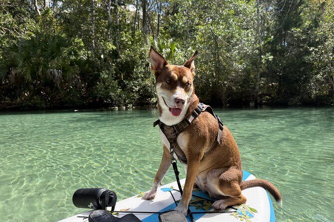 Weeki Wachee Springs Guided Paddleboard Tour with Your Pet - Wildlife and Scenery