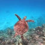 Whale & Dolphin Watching, Turtle Snorkeling - Why This Tour Offers Good Value