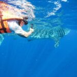 Whale Shark Adventure from Cancun and Mayan Riviera - An In-Depth Look at the Whale Shark Adventure
