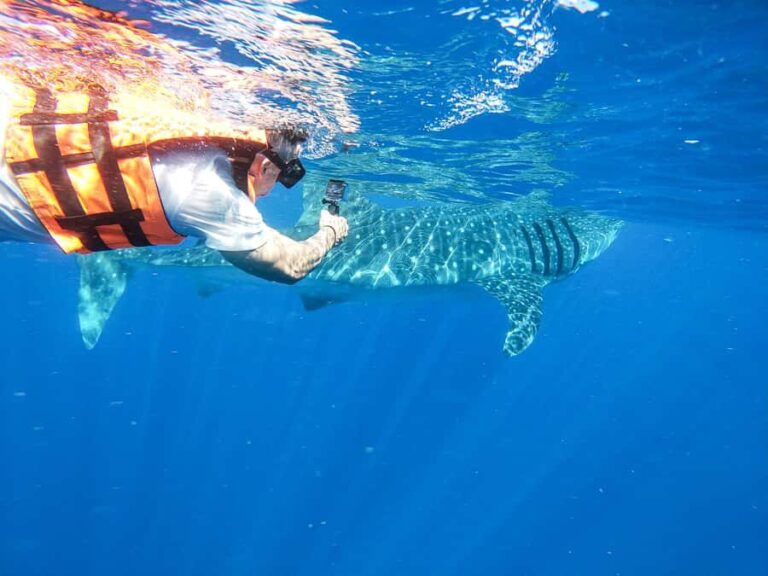 Whale Shark Adventure from Cancun and Mayan Riviera - An In-Depth Look at the Whale Shark Adventure