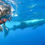Whale Shark Adventure from Isla Mujeres - Final Thoughts