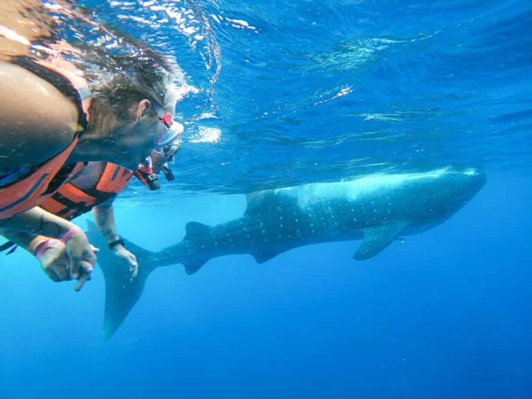 Whale Shark Adventure from Isla Mujeres - Final Thoughts