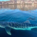 Whale Shark Snorkeling Tour in La Paz - What Could Be Better?