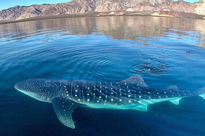 Whale Shark Snorkeling Tour in La Paz - What Could Be Better?
