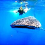 Whale Shark Swim, La Paz, and Todos Santos Day Trip - A Detailed Look at the Whale Shark, La Paz, and Todos Santos Tour