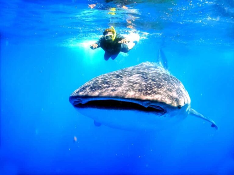 Whale Shark Swim, La Paz, and Todos Santos Day Trip - A Detailed Look at the Whale Shark, La Paz, and Todos Santos Tour