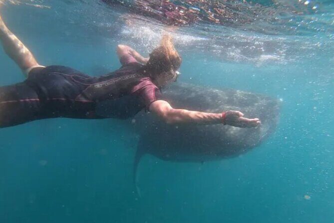 Whale Sharks Snorkeling Experience - Is This Tour Worth the Price?