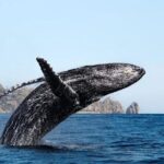 Whale Tale Adventures in Los cabos - Analyzing Value and Practical Tips