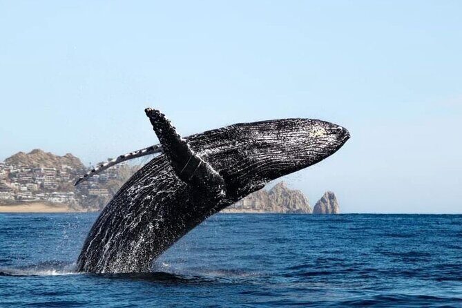 Whale Tale Adventures in Los cabos - Analyzing Value and Practical Tips